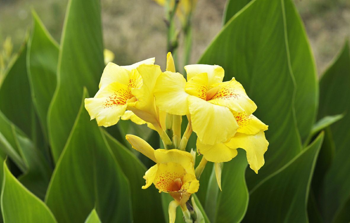 美人蕉在家养有风水讲究吗,美人蕉在家养有什么好处