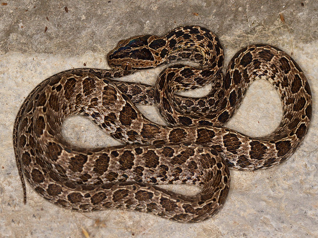 有毒蛇的地方长什么草,有毒蛇和无毒蛇咬的伤口区别