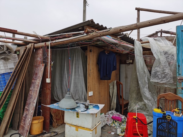 农村玉米秸秆窝棚,石棉瓦窝棚