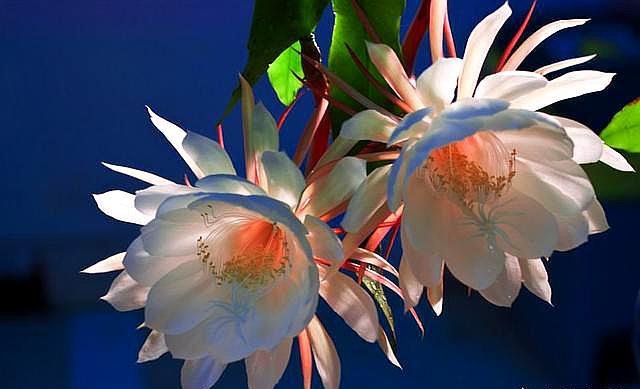 昙花一现好漂亮,昙花一现让你惊艳