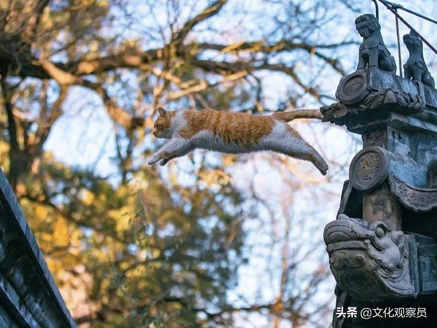 海棠公寓美式装修,海棠公寓是什么