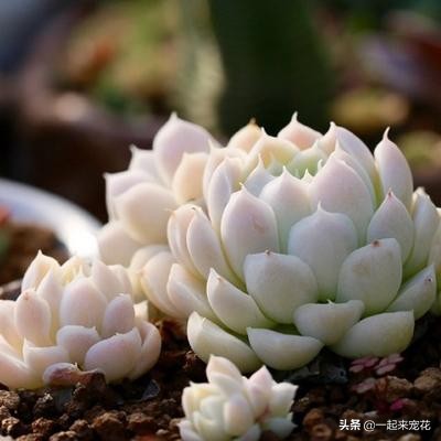 十大最漂亮的多肉植物名字,常见观赏多肉植物名字大全