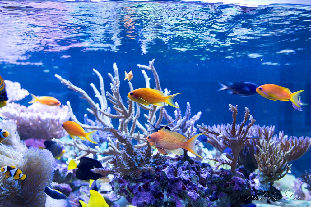 经典海水礁岩生态缸分享，180×120×60厘米三面观赏海缸