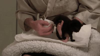 猫咪太小怎么喂,猫咪太小怎么用猫砂