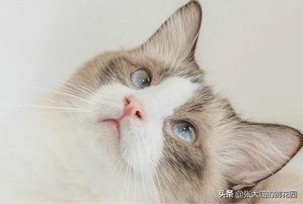 猫咪主人中彩票,捡了流浪猫后中彩票