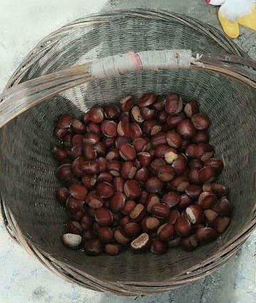 冻板栗怎么保存,煮熟的板栗怎么保存一晚