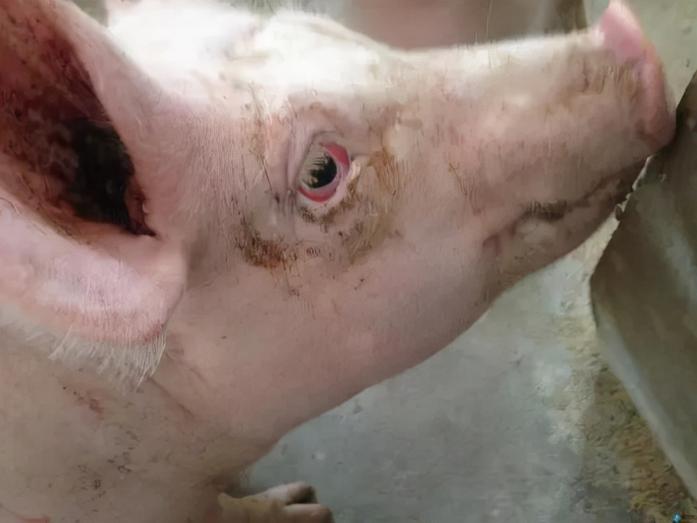 小猪眼睛水肿是什么原因,小猪眼睛肿了站不稳是什么病