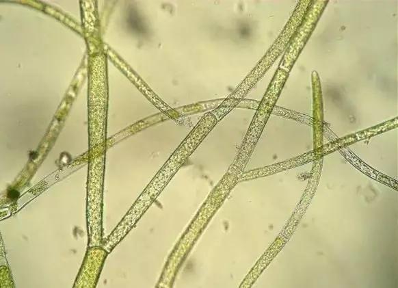 水产养殖业藻类的生命周期,水产养殖常见藻类植物