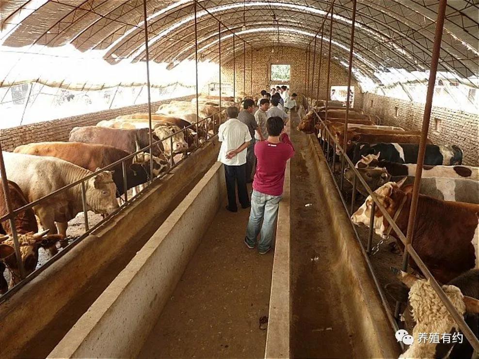 繁殖母牛的日常饲养管理技术