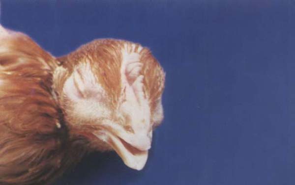 鸡肿眼睛是怎么回事用什么药,鸡肿眼是什么病用什么药治疗