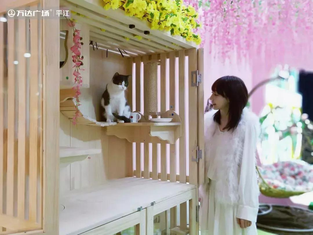 炸裂！因为一只猫，苏州人开启尖叫模式！