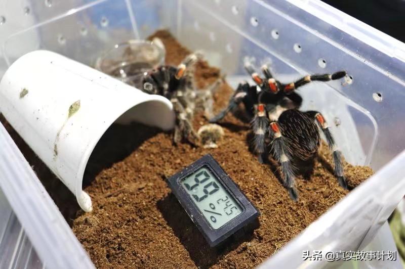 为什么有人会拿蛇蜥蜴蜘蛛当宠物,爬虫宠物蛇大型