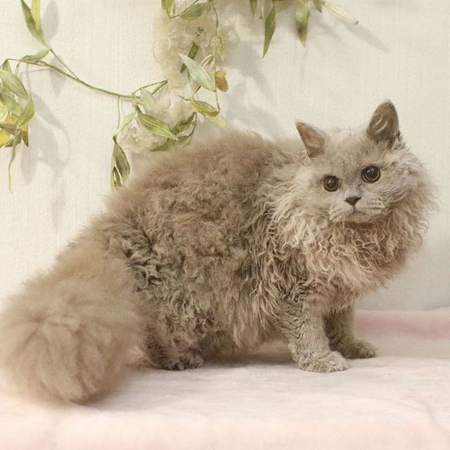 你见过披着羊皮的猪吗,你见过长得像雪豹的猫吗