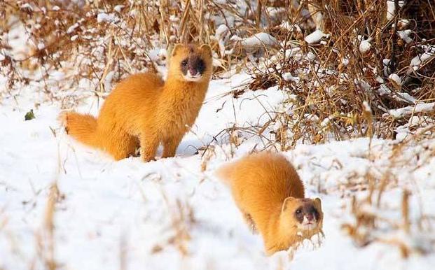 怎么挑选一支毛笔好用,如何选择一支好毛笔