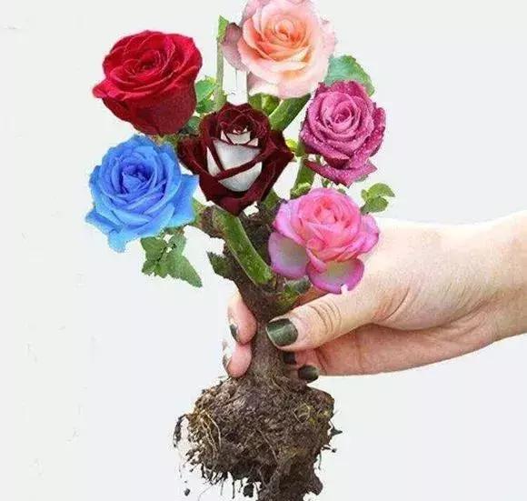 买假花月季,网上买的月季怎么处理