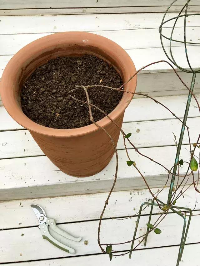 家庭棒棒糖花束制作教程,家庭园艺的制作方法