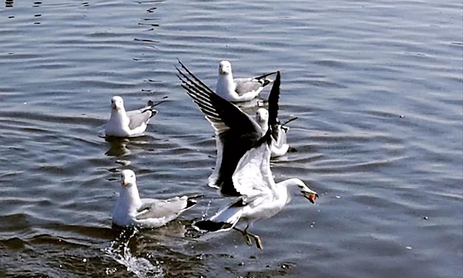 山东荣成定居好不好,外地人荣成落户条件