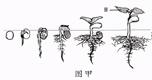 七上生物绿色植物的呼吸作用复习,高一生物必修一呼吸作用习题讲解