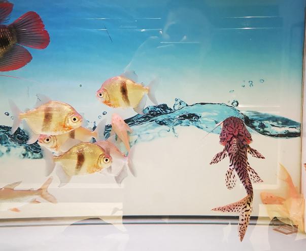 出差在外家里饲养的观赏鱼怎么办,出远门鱼缸里的小鱼苗怎么办