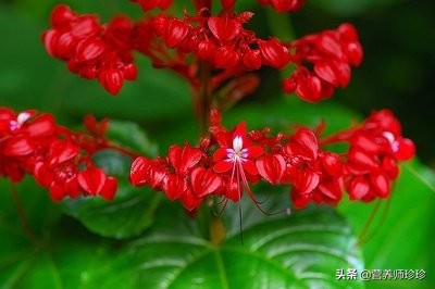 植物状元红图片及功效,状元红开花的特点