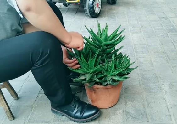 不会给*刺长**的芦荟换盆，花姐用这个工具来教你，放上沙土换好芦荟