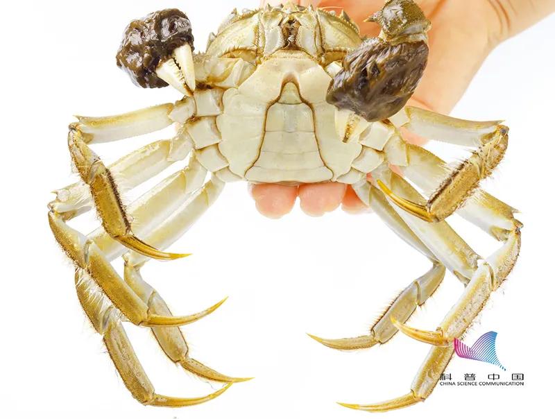 刚死的螃蟹能吃吗会有什么危害,刚刚死的螃蟹可以吃吗
