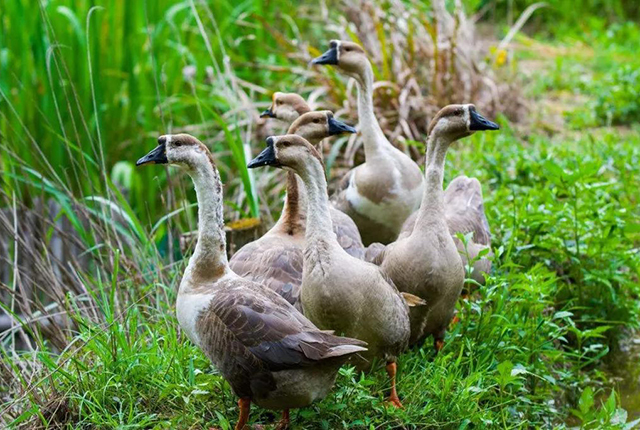 养种鹅下蛋为啥不挣钱,沙漠引进2000只大鹅除杂草