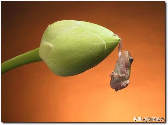 知世故而不世故历世故而留天真,知世故而不世故