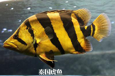 三纹虎鱼是什么品种,虎鱼的挑选