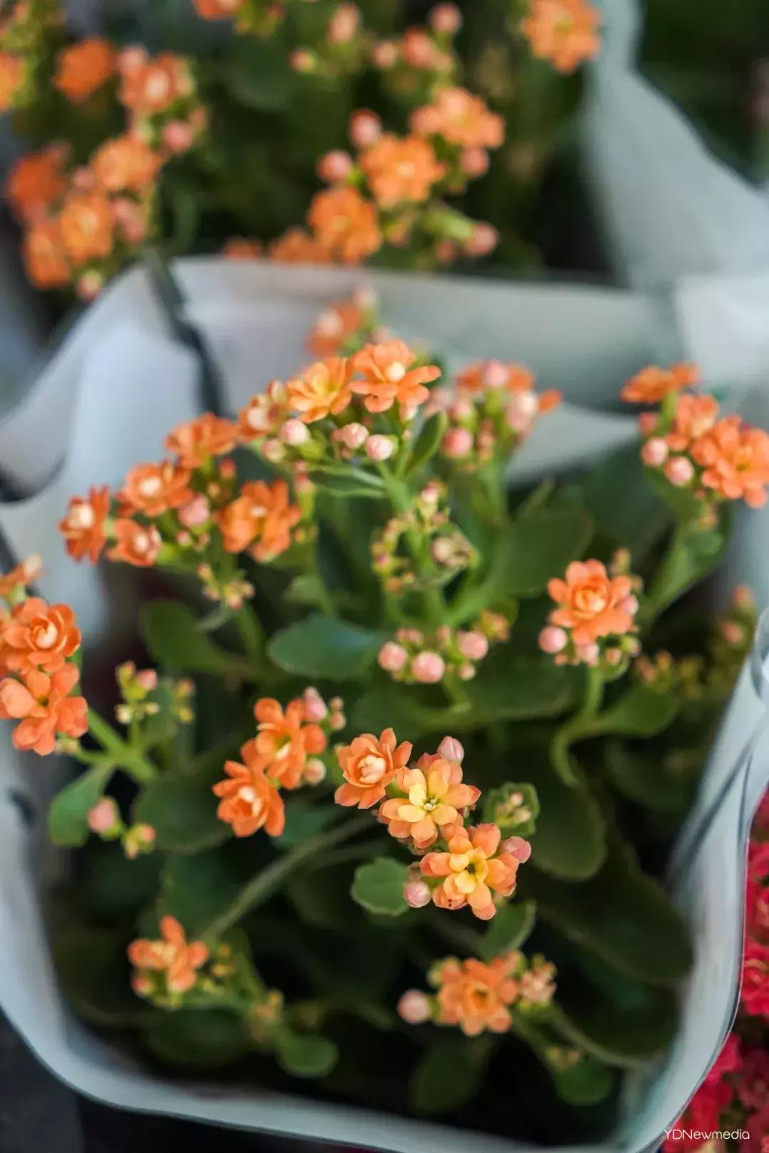 武汉哪个市场鲜花最便宜,武汉最便宜的鲜花批发市场