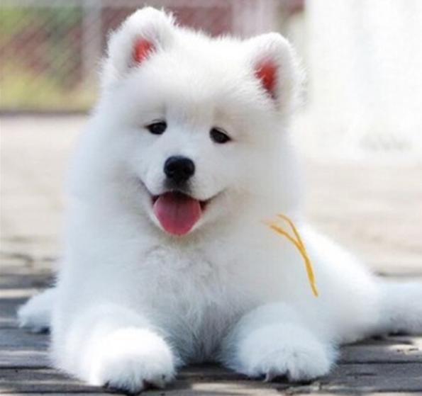 刚一个月多点的萨摩可以吃狗粮嘛,萨摩吃什么食物比较好