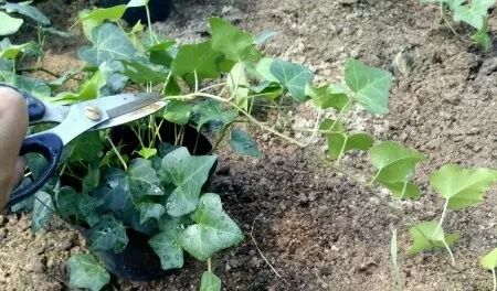 种花一年四季都能生根,冬天种花枝条多久生根