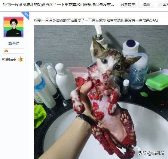 猫咪沾油怎么洗,猫咪沾满衣服怎么洗
