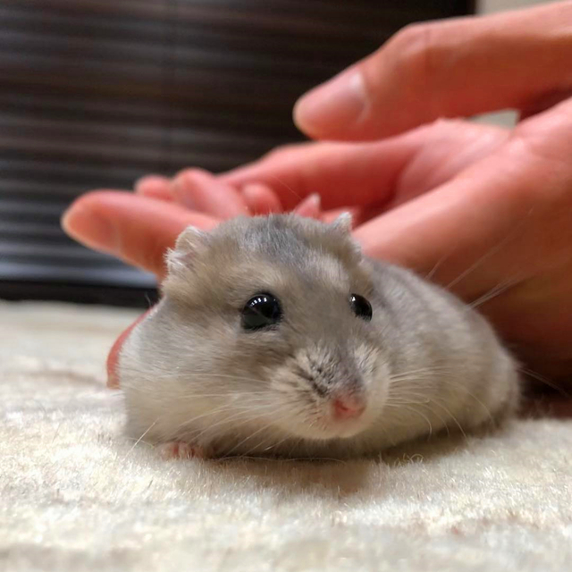 仓鼠长期躲角落怎么让它不再躲,刚到家的仓鼠要不要给它躲避屋