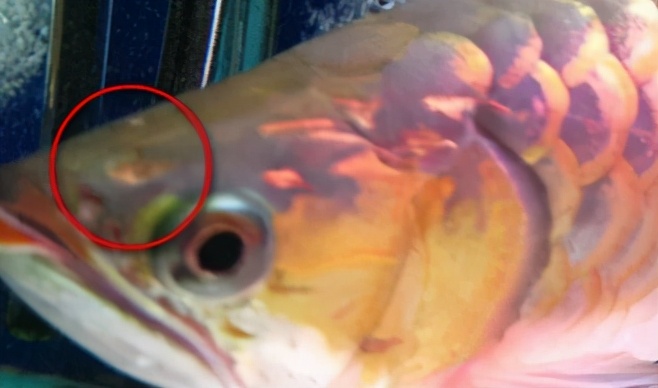 龙鱼疾病治疗视频,龙鱼常见病100种