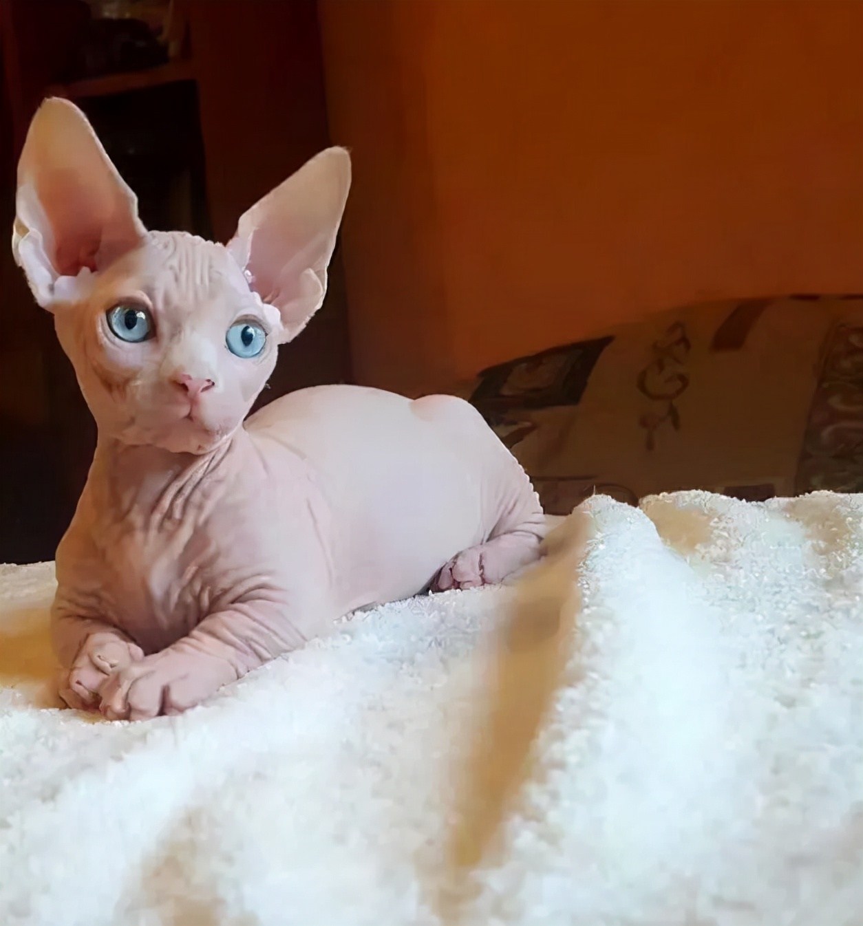 常见的猫咪品种,猫咪常见品种