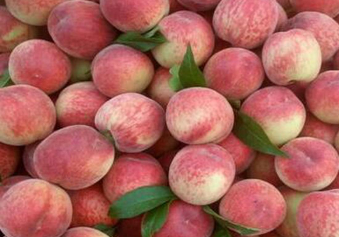 三年的桃树如何嫁接换其它品种,盆栽桃树如何修剪才能快速结桃