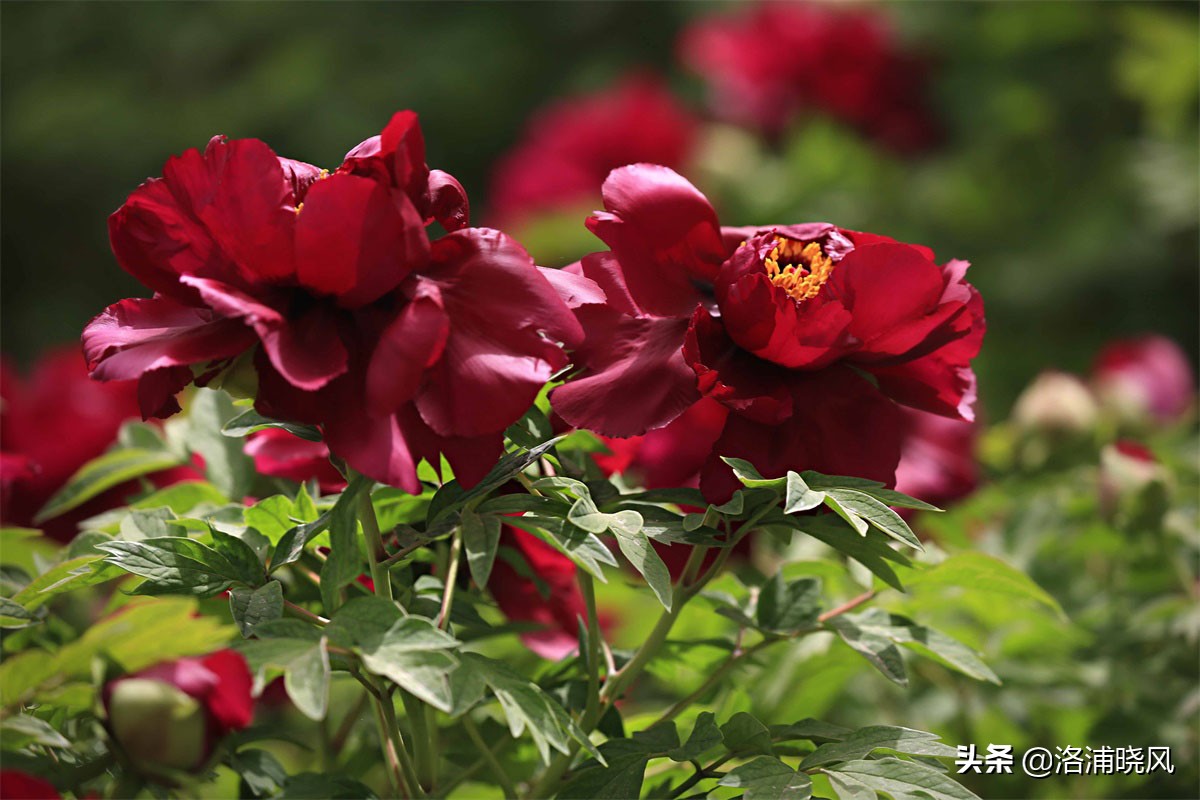 牡丹的名贵品种黑牡丹和绿牡丹,牡丹的稀有品种绿牡丹和黑牡丹