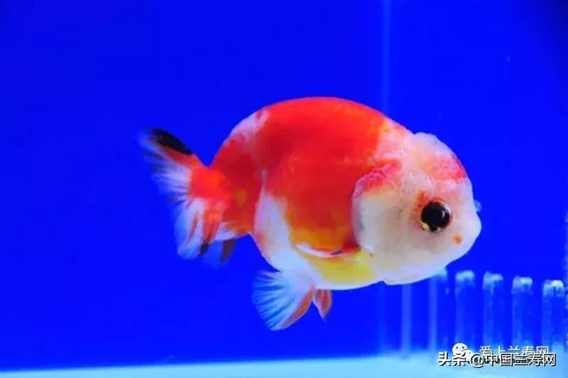 兰寿金鱼鲨鱼鳍品种图片大全,金鱼泰狮与兰寿是一个品种吗