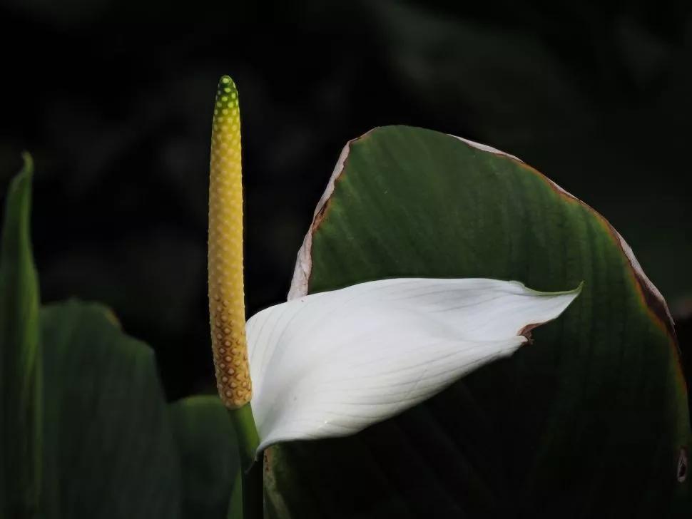 奥林巴斯e-m1markiii相机售价曝光,奥林巴斯新发布om-de-m10mark