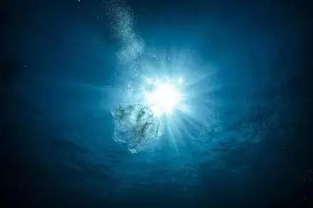 1116只鲨鱼被塑料缠住，不及余文乐发布一则视频引发的“痛感”