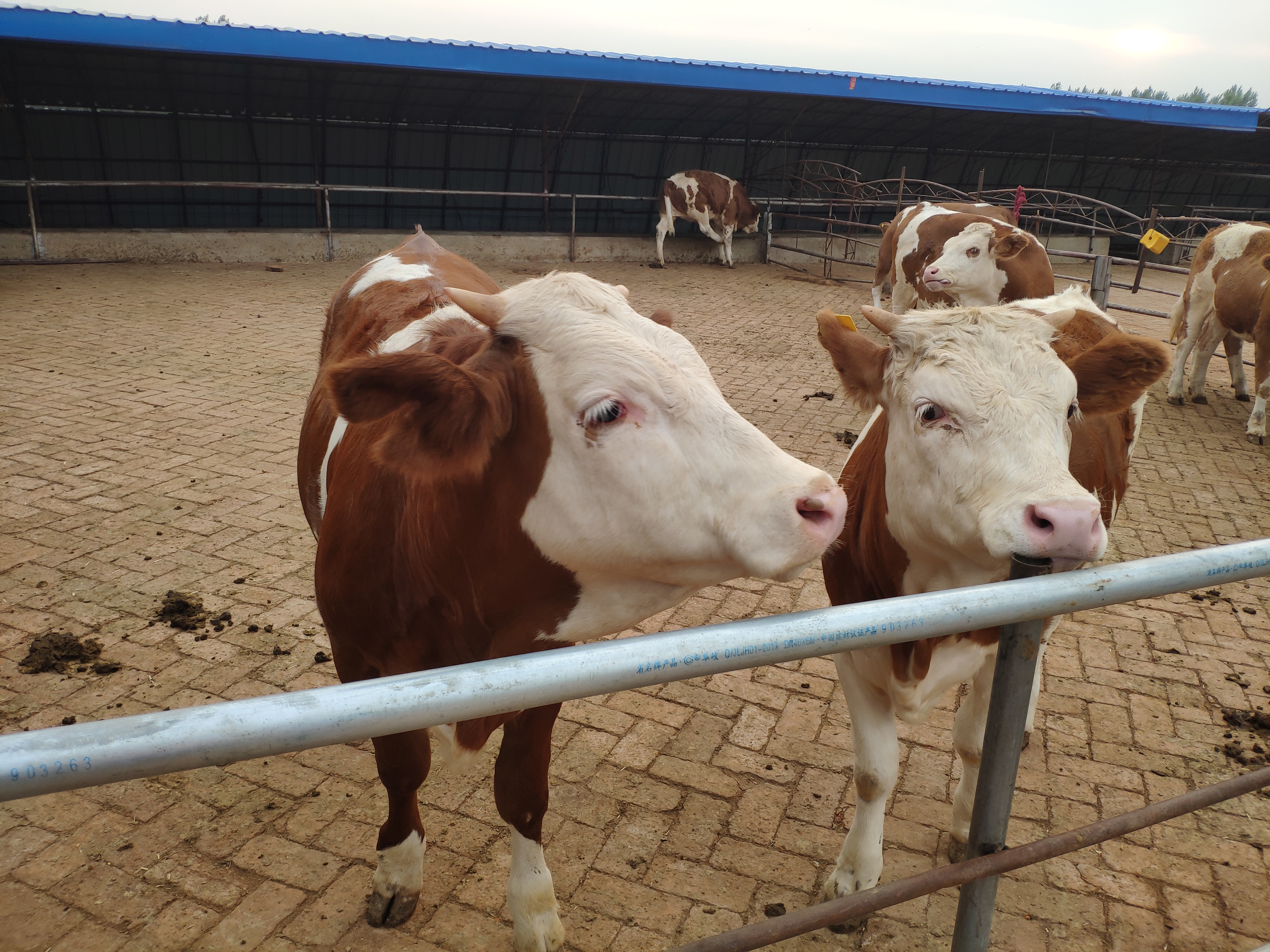养牛人青储料,养牛人必须要知道的知识