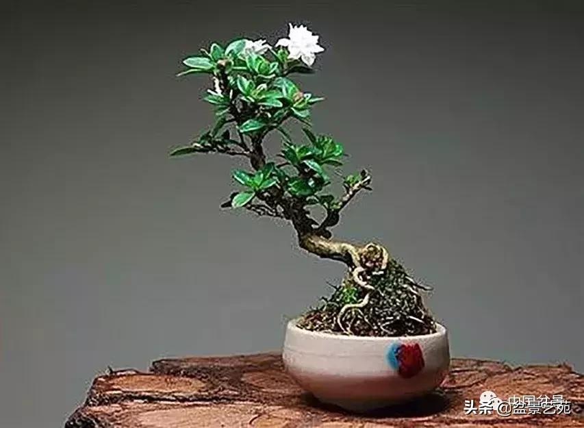 天生好养的36种盆景植物,什么植物盆景适合屋内养