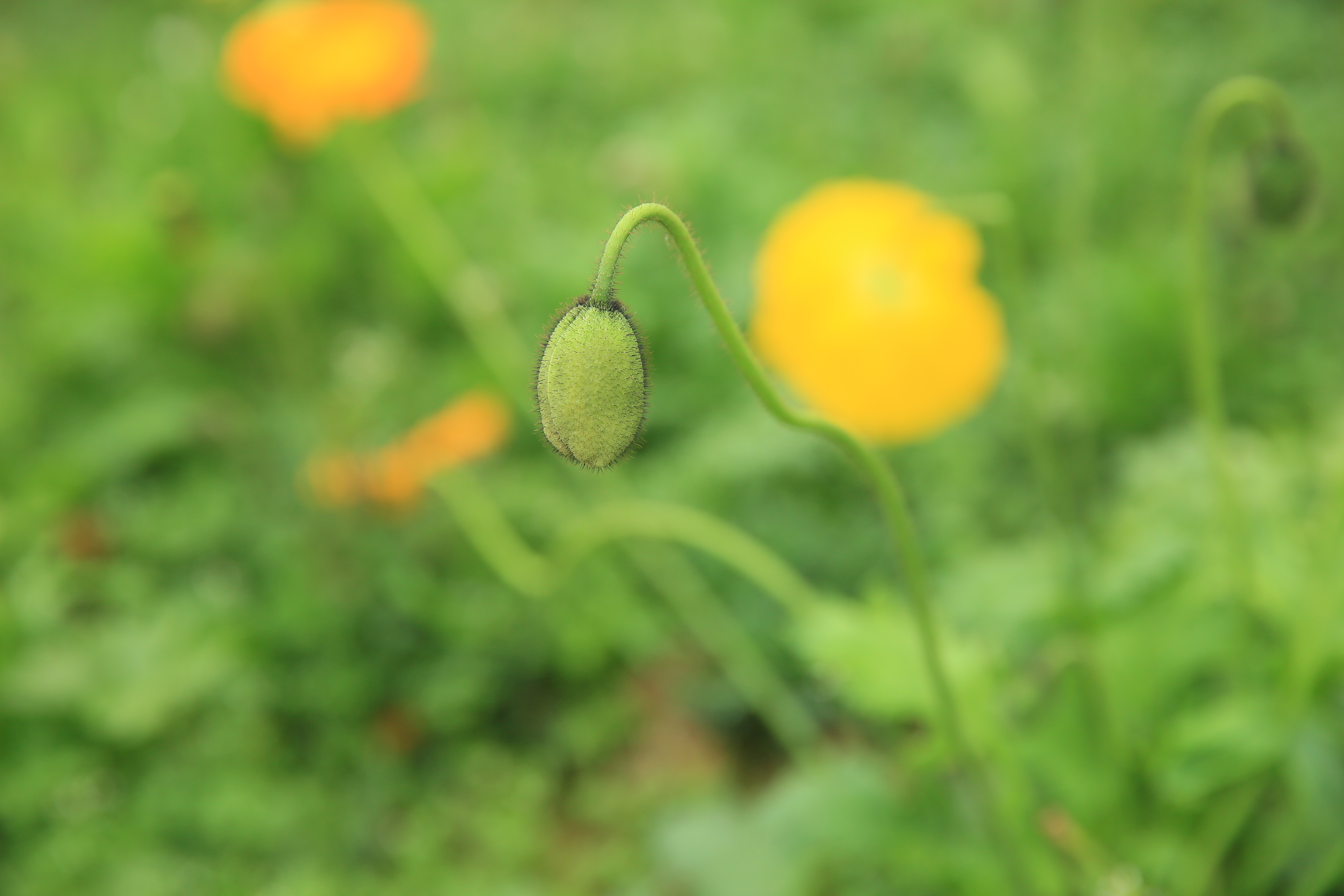 钂叉睙鐭宠薄婀栧ソ鐜╀笉,钂叉睙鐭宠薄婀栧ソ鑰嶅悧