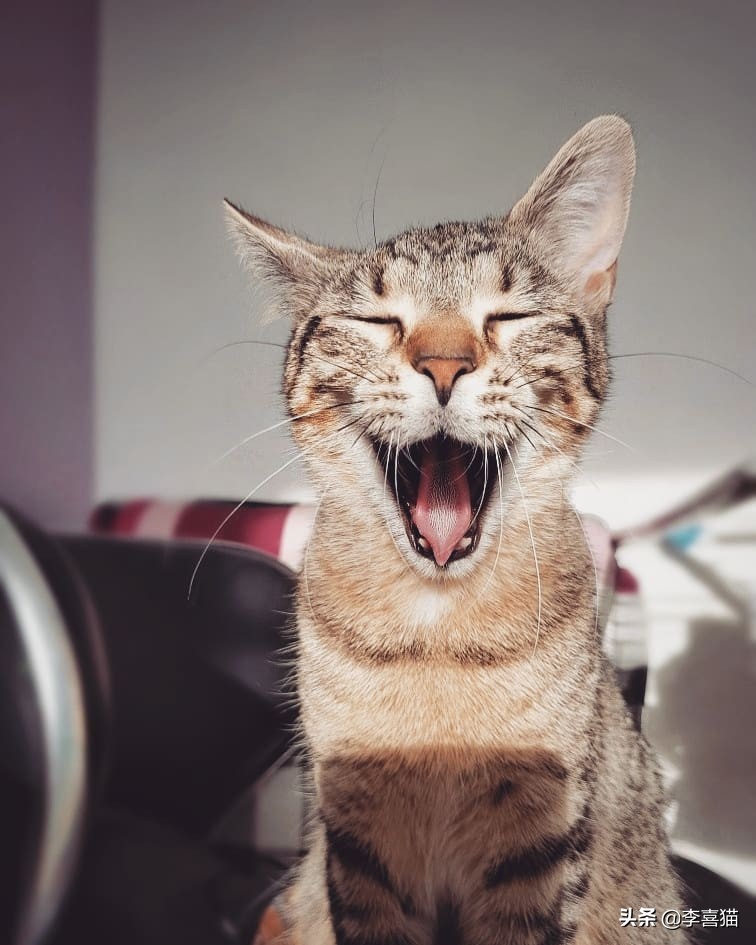 猫咪喂猫粮还抓老鼠吗,猫咪是天生会抓老鼠吗要不要教