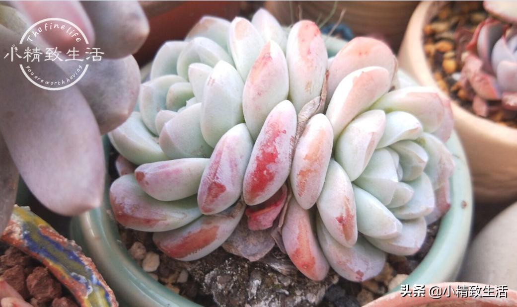 出去旅游怎么给植物浇水,外出旅游家里盆栽植物怎么管理