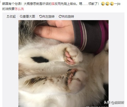 猫咪沾油怎么洗,猫咪沾满衣服怎么洗