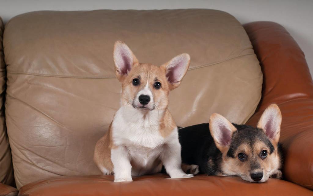 为什么两只柯基会吵架,两只柯基吵架难舍难分