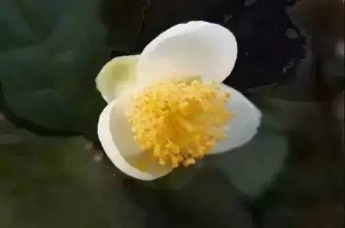 全国56个城市的市花,全国56个城市市花一览