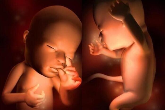 1到40周的胎儿的样子,胎儿1-40周发育过程标本